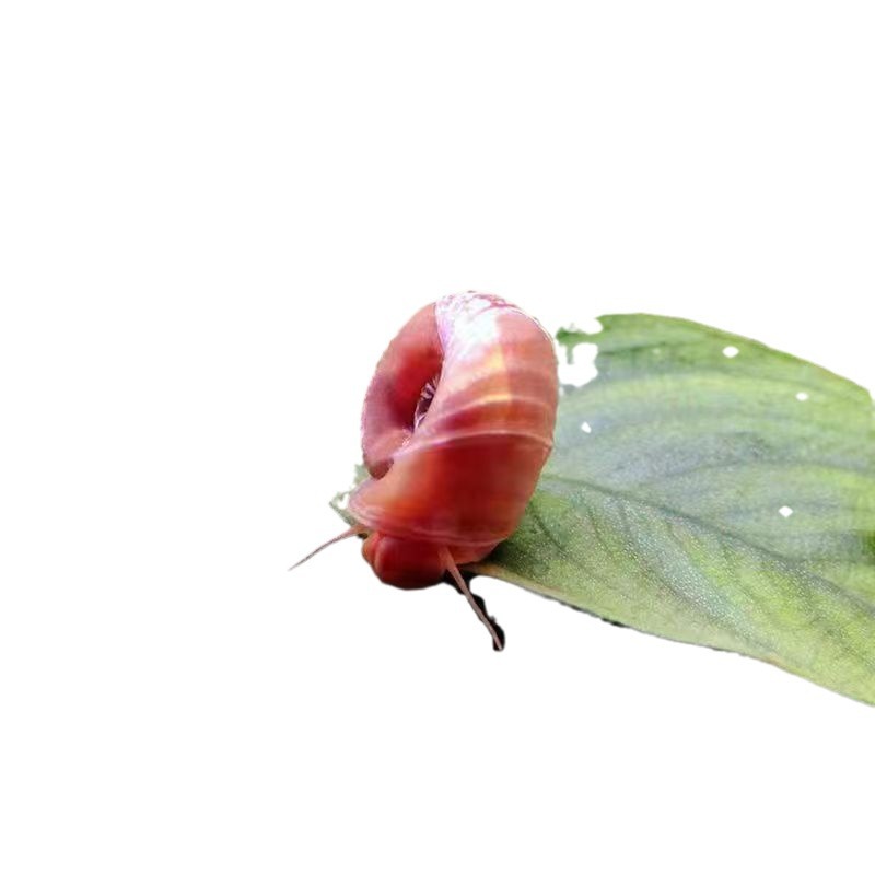 Wholesale Apple Snail Live Pet Snail Ornamental Snail Feed Snail Ornamental Snail Algae Removal Tool Damage Guaranteed