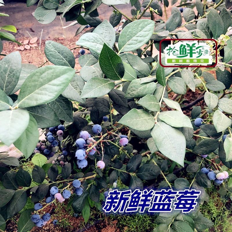 Fresh Blueberries, First Crop of Seasonal Fresh Fruits, 1 Serving, 1 Small Box, 5 Pieces in Jiangsu, Zhejiang, Shanghai and Anhui, Free Shipping