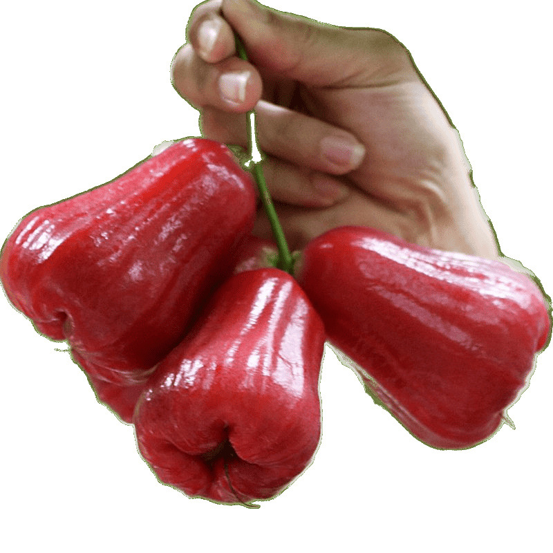 Authentic Lotus Mist Fruit Black Diamond Hainan Fresh Freshly Picked Fruit for Pregnant Women Mist Lotus Fruit Whole Box Freshly Picked Hydrating Fairy Fruit