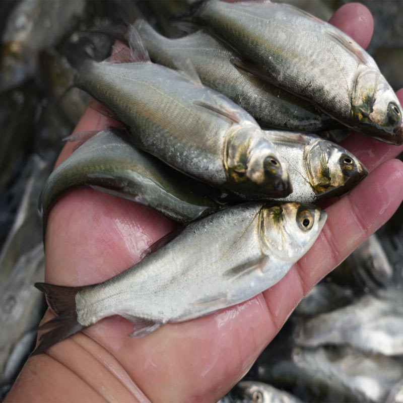 White Silver Carp Fry Freshwater Cultured Edible Live Cold Water Ornamental Silver Carp and Bighead Carp Jumping Silver Carp Fat Big Head Flower Silver Carp Fry Wholesale