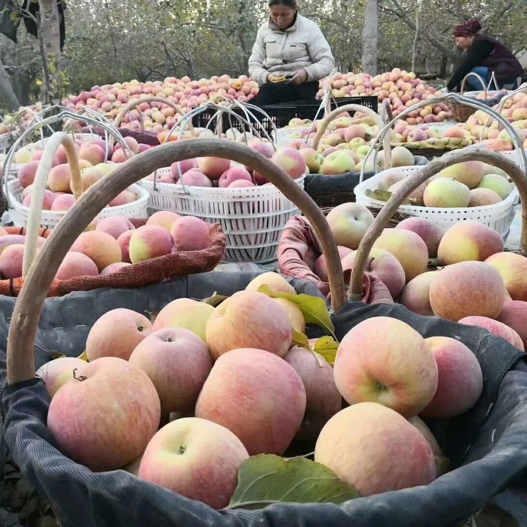 Shandong Red Fuji Origin Straight Hair Apple 2.5kg Red Slices Red Fuji Apple Dropshipping