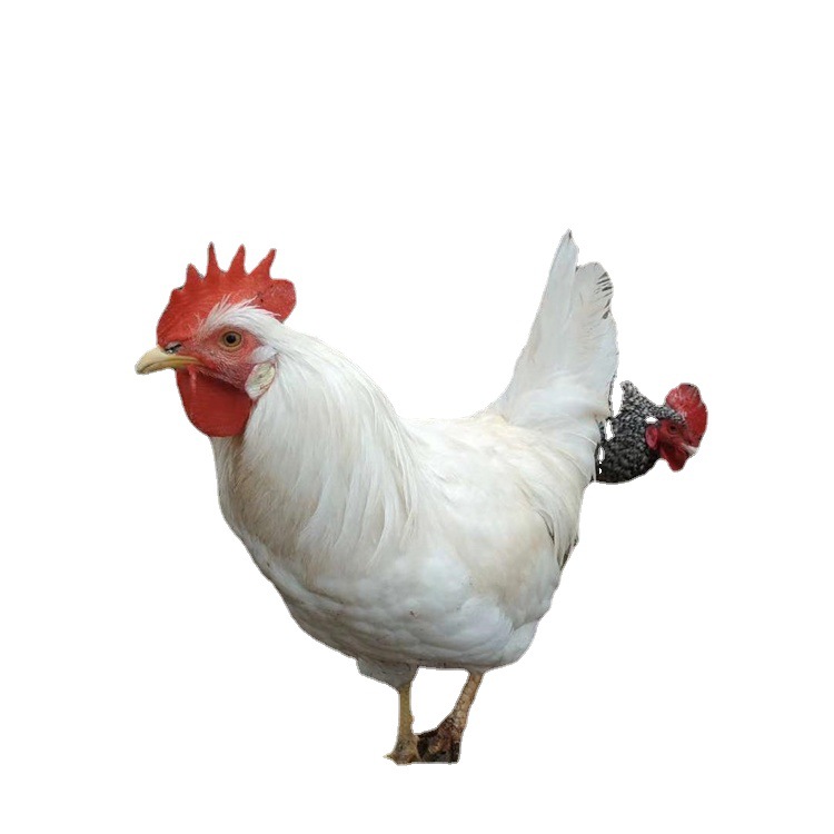White-Feathered Chicken Seedlings Mixed Price Wholesale Sales White-Feathered Chicken Seedlings Native Chicken Seedlings Fast-Growing White-Feathered Broiler Chicken Seedlings Native Eggs Chicken