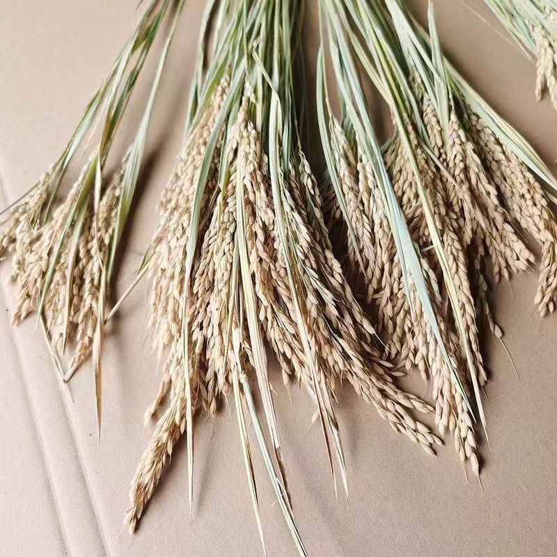 Rice Ear Dried Flowers Natural True Rice Dried Flowers Shooting Props Pastoral Decoration Ornaments Rice Flowers