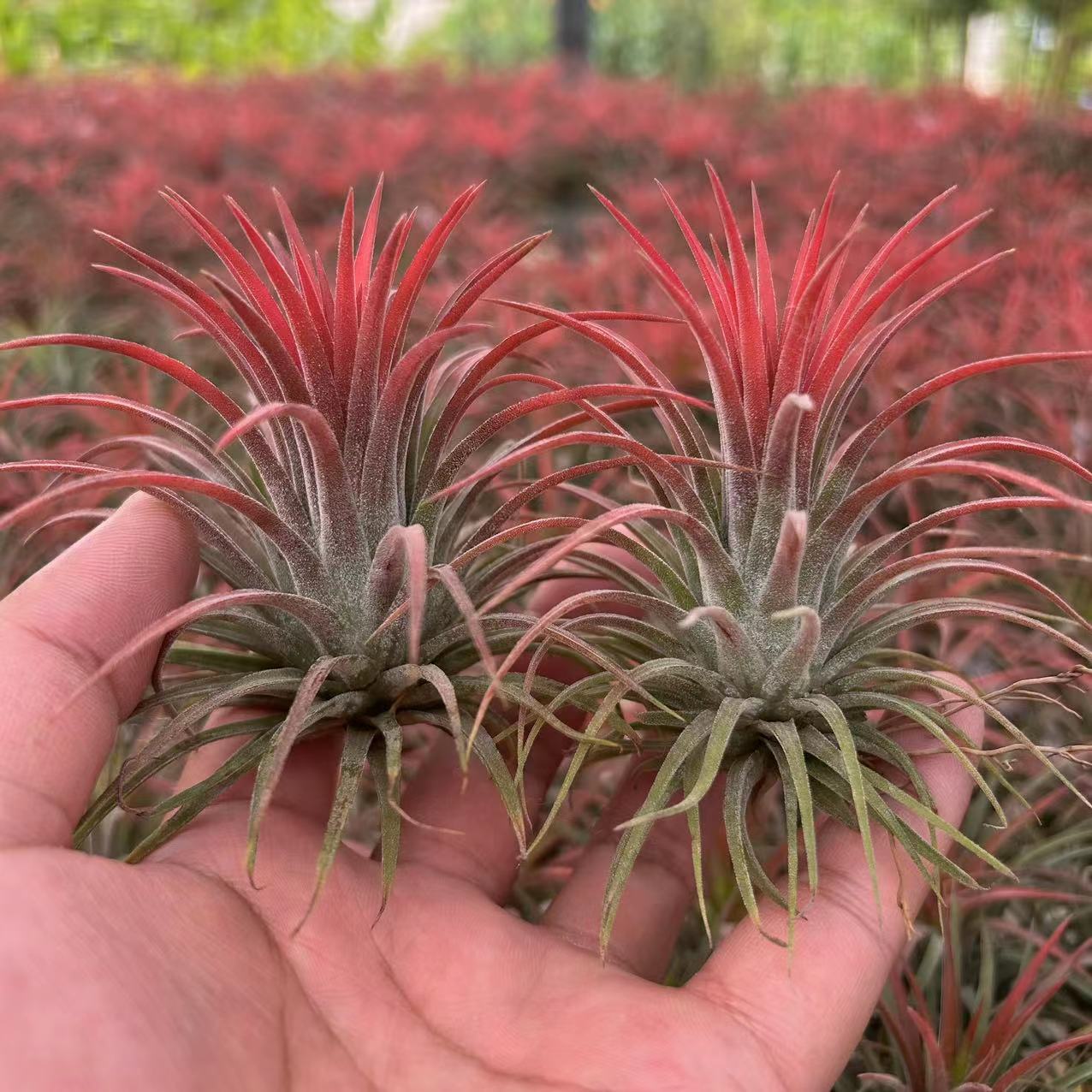 Air Pineapple Plant Potted Base Farm Straight Hair Red Elf Yellow Elf Green Plant Florals Soilless Easy to Grow for Lazy People