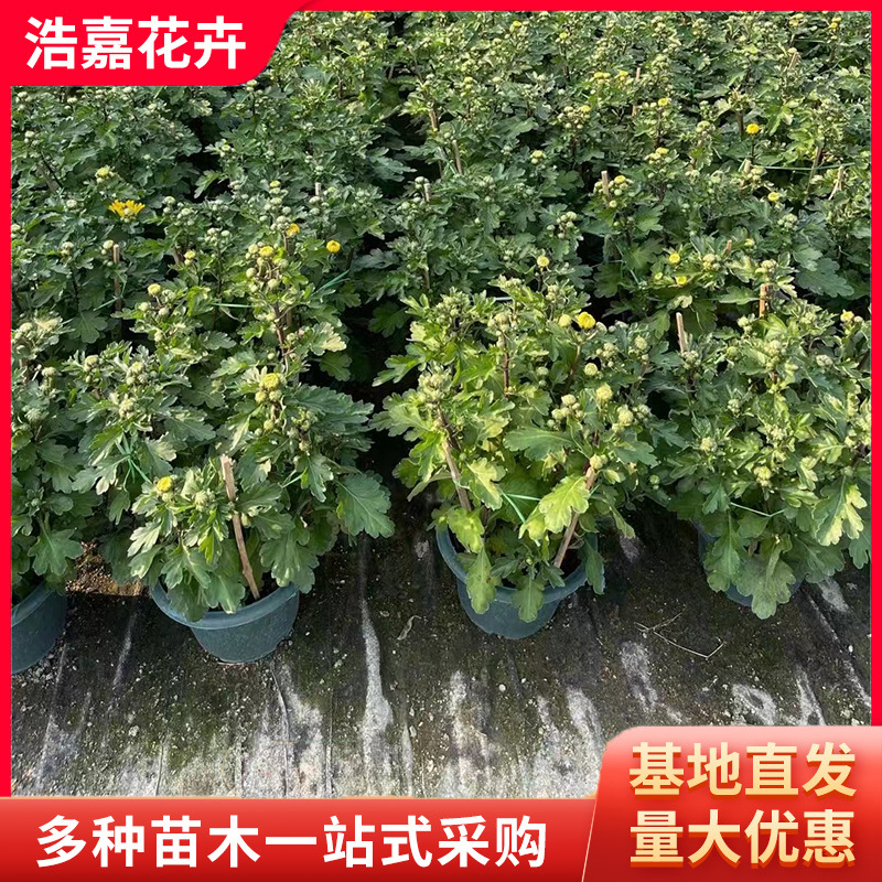 National Day Chrysanthemum with Flower Buds Potted Seedlings National Day Chrysanthemum Festival Rental Flower Seedlings National Day Chrysanthemum Seedlings