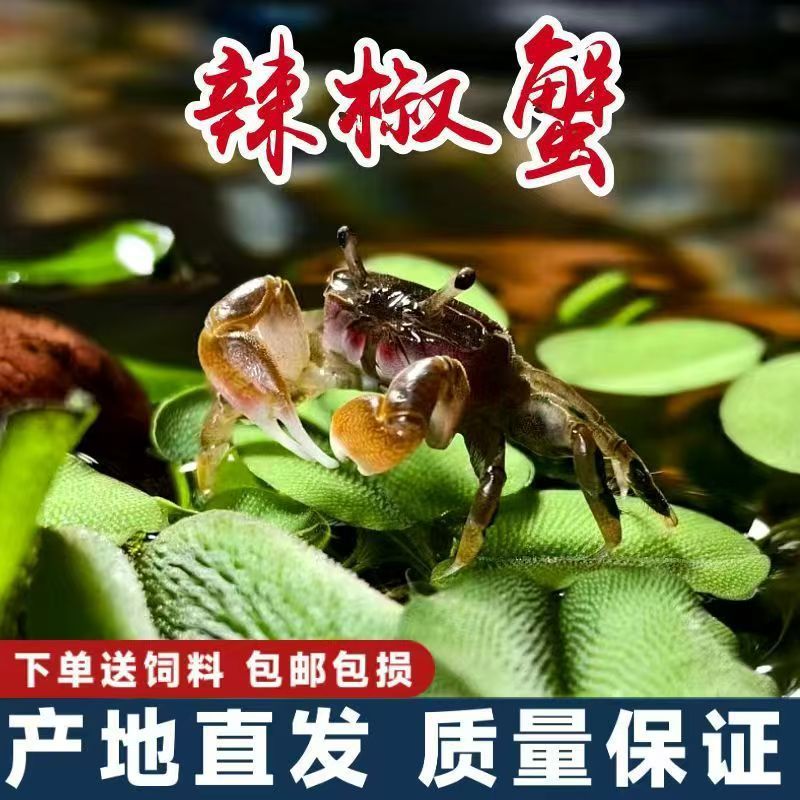 Small Crab Ornamental Crab Pet Crab Freshwater Fish Tank Algae-climbing Pet Eating Feces Cleaning Tools Deepwater Ornamental Crab