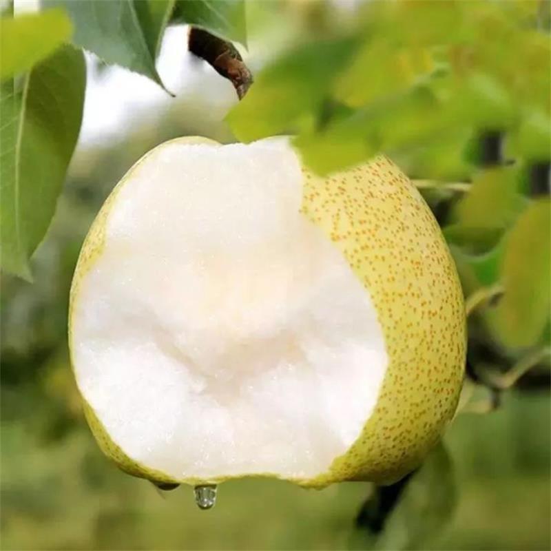Dangshan Su Pear Fresh Pears Picked in Season Anhui Tangshan Pear Free Shipping Pears Drop Shipping