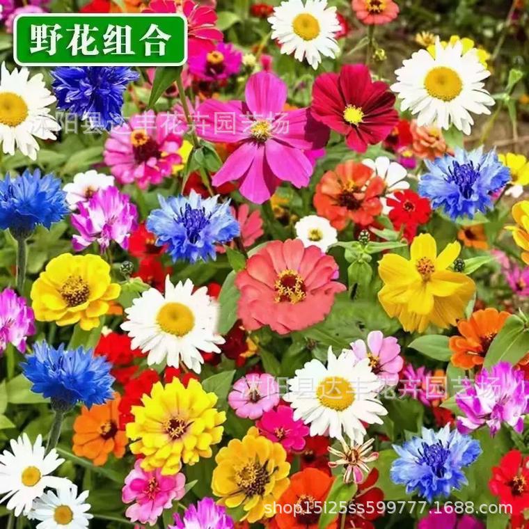 [E-commerce Explosions] Factory Wholesale Flower Seeds Various Flower Seeds Sowing Potted Balcony Garden Flower Seeds in Four Seasons