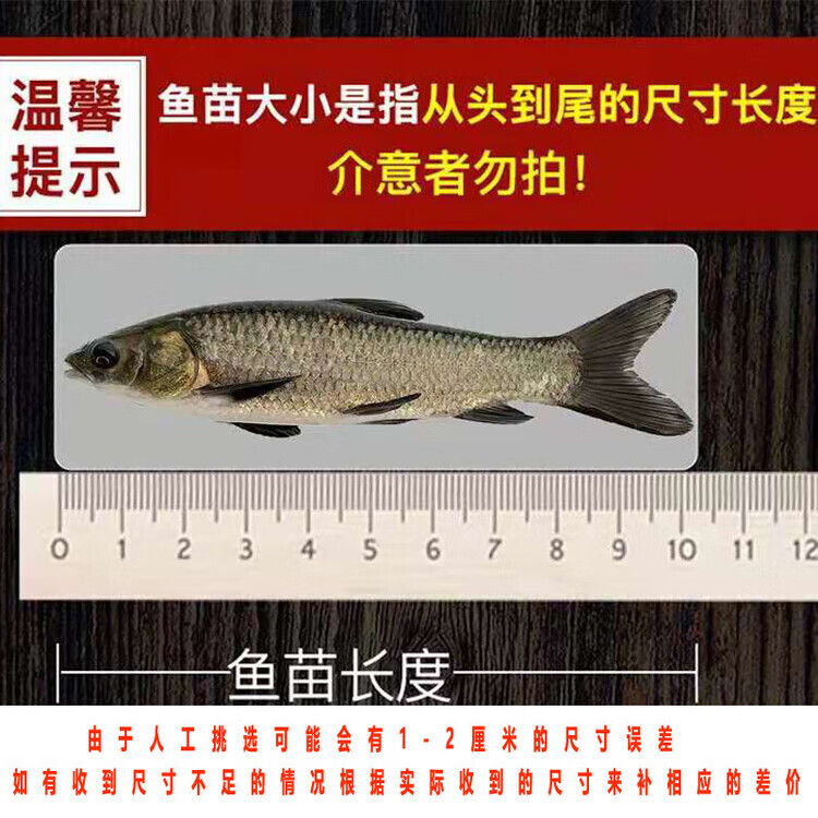 Grass Carp Fry, Freshwater Live Fry, Easy to Breed, Edible Live Animals, Cold Water Ornamental Fish, Extra Large Whole Grass Carp Live Fry