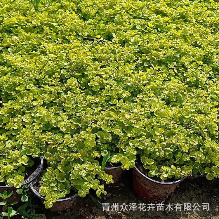 Герань с золотыми листьями, двухцветный горшок 11 см, питательная чаша 7 см, новинка 2025 года от Zhongze Flowers