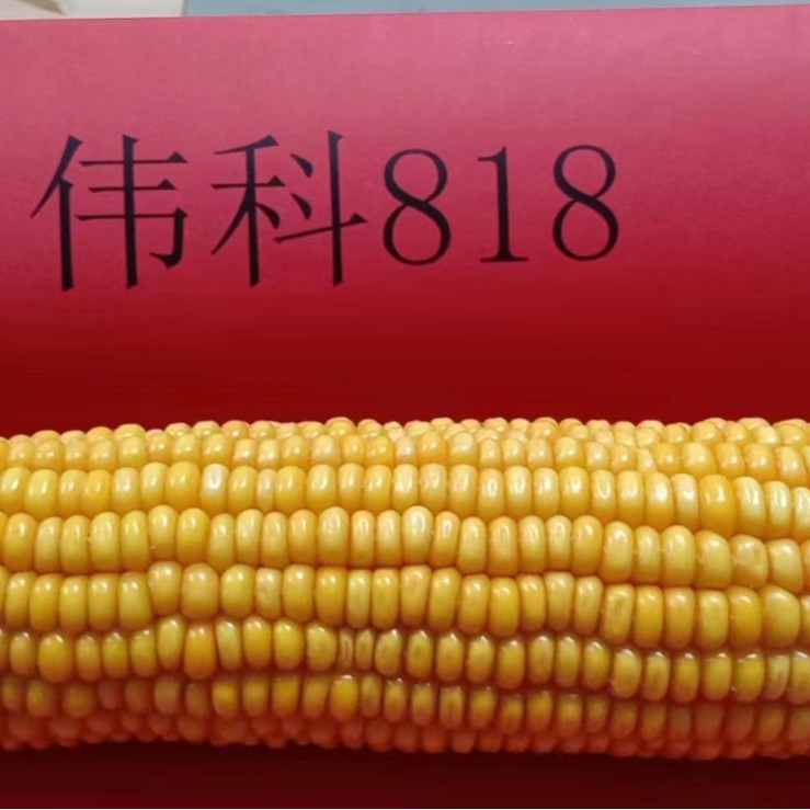 Corn Seeds Weike 818 Grain Crops Corn Seeds Wholesale Large Concessions