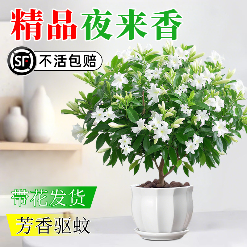 Цветы жасмина, легкие в уходе, для внутреннего и наружного использования