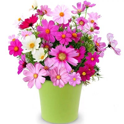 Small Potted Flower Seeds, Dwarf Sunflowers, Morning Glories, Impatiens, Sunflower Manufacturers, Small Packages, Ready-Made Packages