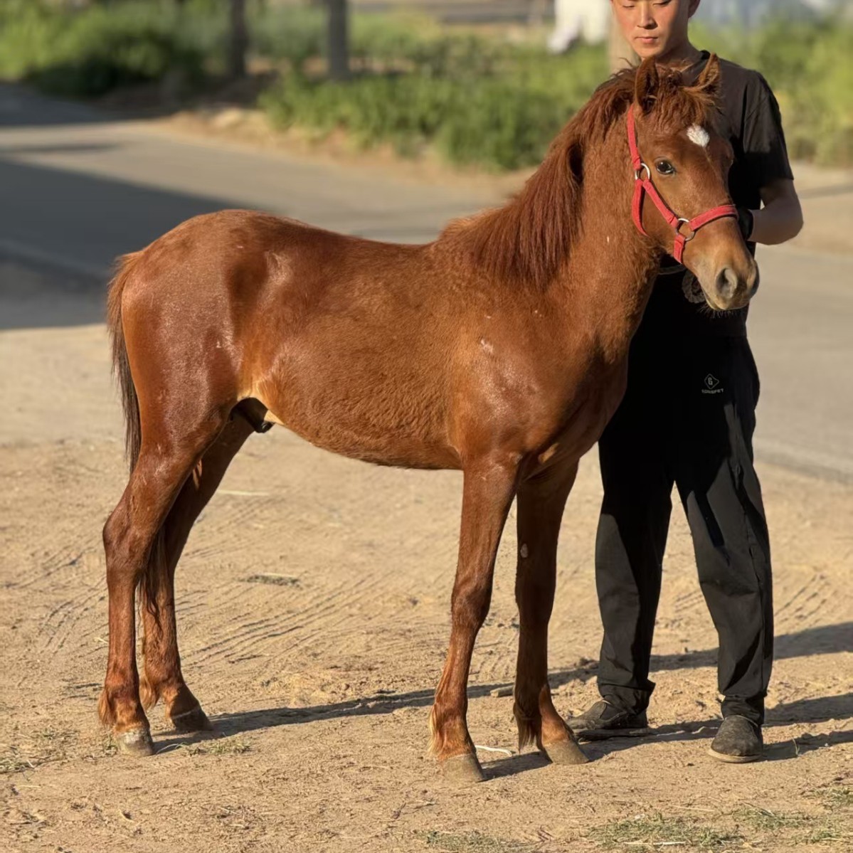 Чистокровный миниатюрный пони Дебао, мини пони для запряжки, детский верховой пони, миниатюрный пони для просмотра на усадьбе и в живописных местах