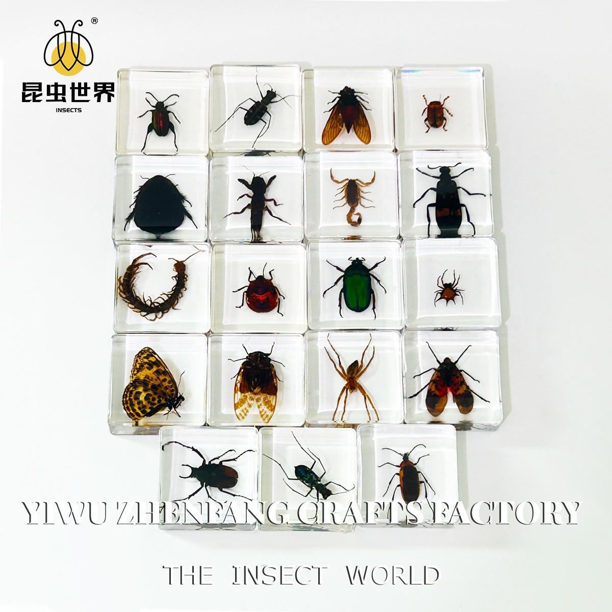 Zhenfang Crafts Factory Manufacturers and Sells Real Insect Specimens, Wholesale Teaching Models, Handmade Blind Boxes