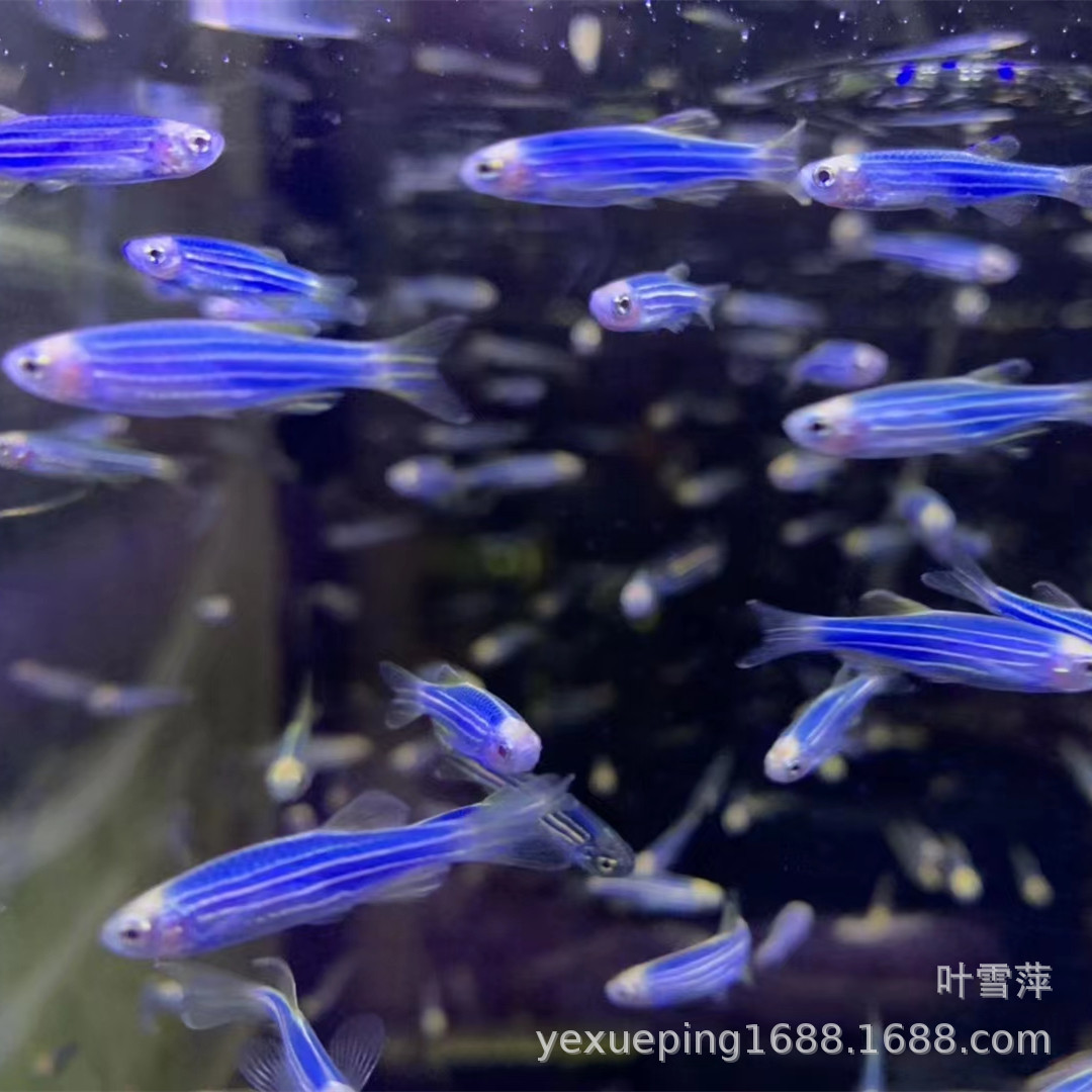 Blueberry Zebrafish Live Fluorescent Zebrafish Low Temperature Resistant Easy to Raise Small Fish Tropical Ornamental Fish Wholesale