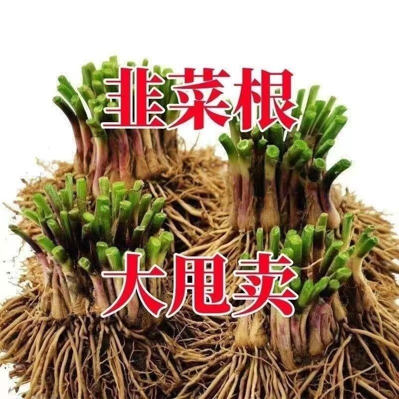 Leek Root Seedling Now Dig Four Seasons Balcony Planting New Leek Root Green Planting Purple Root New Leek Root Indoor Purple Root