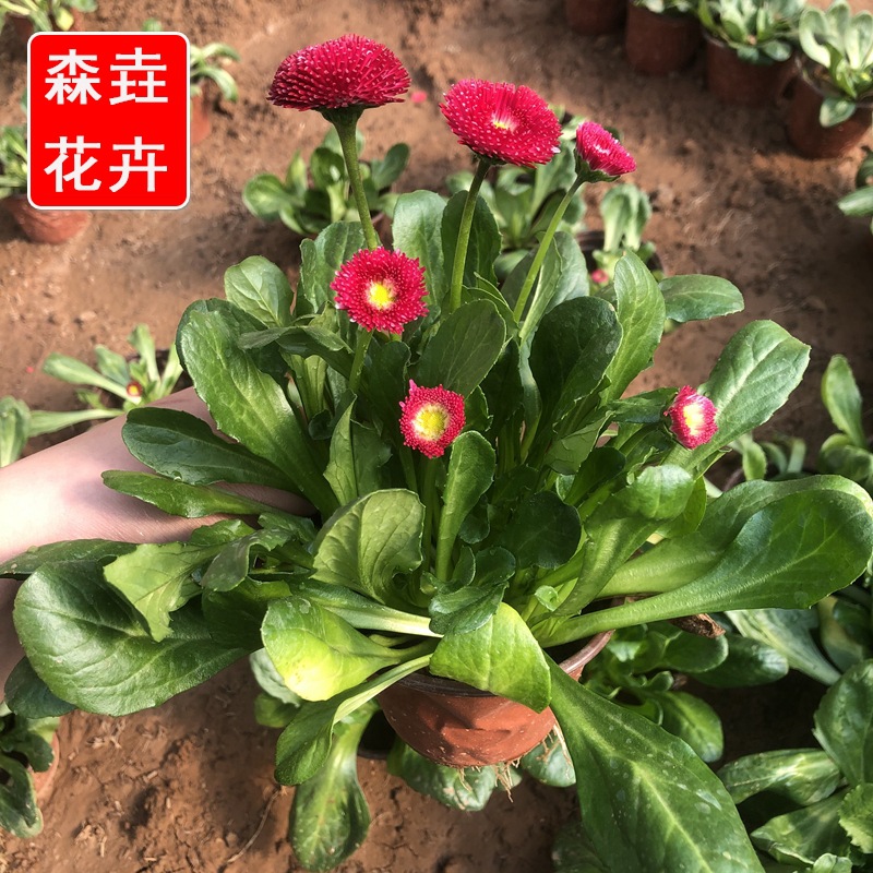 Daisy Seedlings Potted Ornamental Flower Potted Seedlings Indoor and Outdoor Easy-To-Grow Flower Plants Daisy Seedlings Park Flower Bed