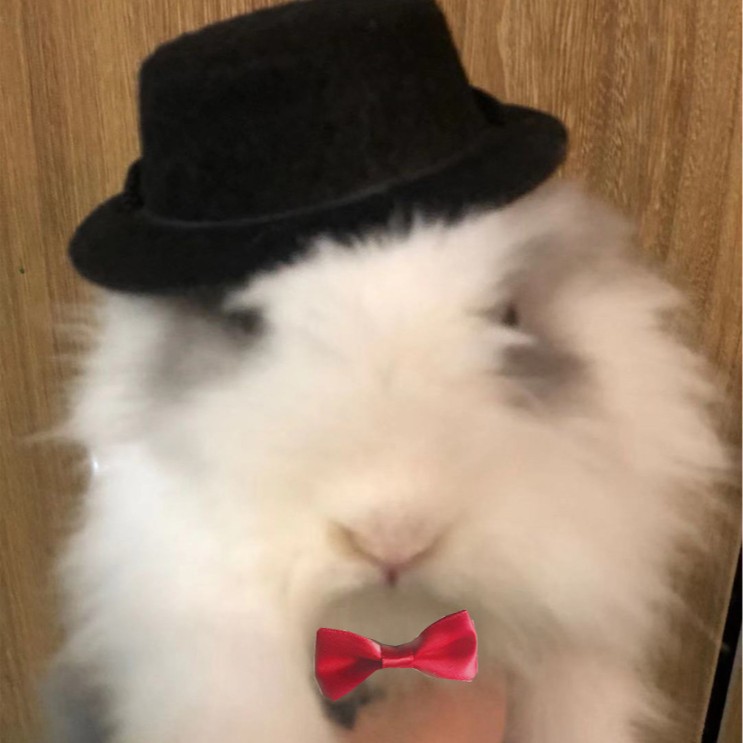 [Small wholesale] Pet Rabbit guinea pig guinea pig Chinchilla hedgehog hat small hat holiday transformation set