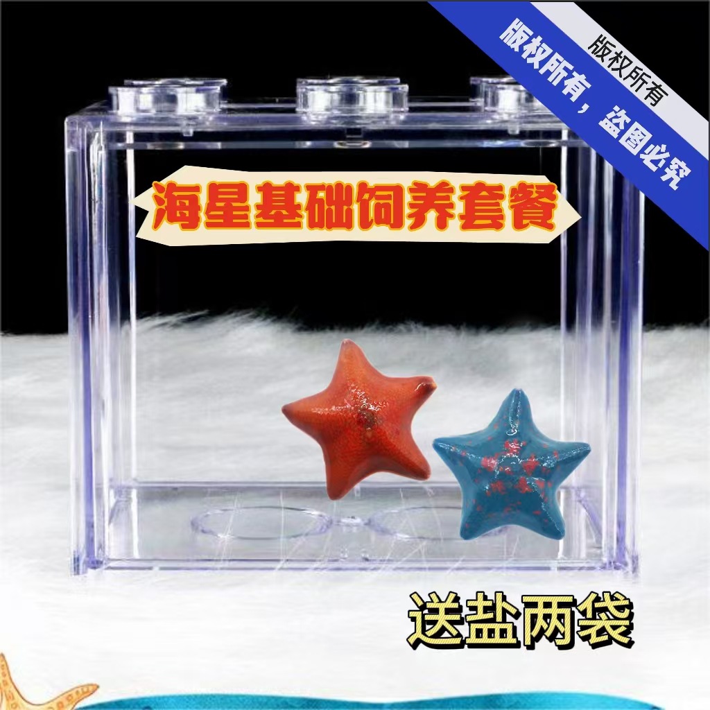 [Starfish Wholesale] Live Starfish Pet Pie Big Star Starfish Breeding Set Starfish Breeding Tank Boutique Starfish