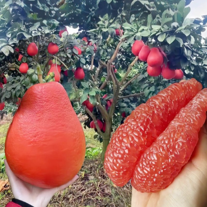 Siamese Red Pomelo Saplings, Large Seedlings for Planting in Courtyards in the North and South, Greening Grafted Potted Red Pomelo