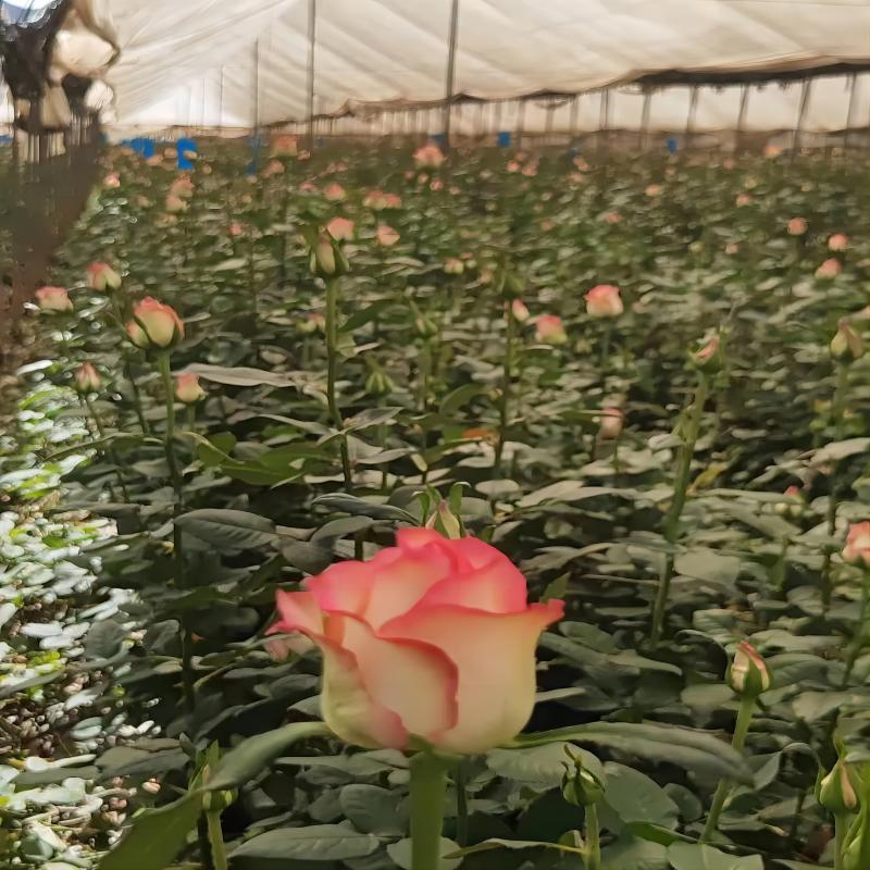 Single-Headed Rose Flowers Direct from Yunnan for Florists and Home Use, Suitable for Qixi Festival, Teacher's Day, and Mother's Day, Available for Wholesale and Dropshipping