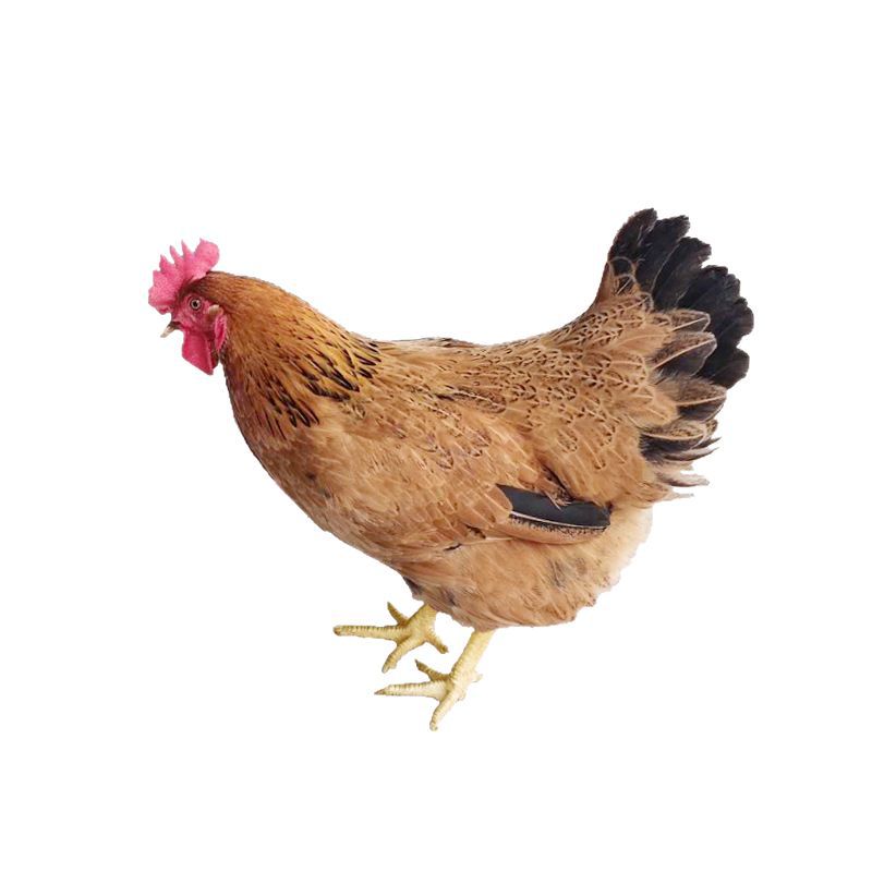 Wenchang Chicken Wholesale Hainan Wenchang Chicken Coconut Chicken Wholesale Source Direct Supply Restaurant Anchor E-commerce Supply Chain