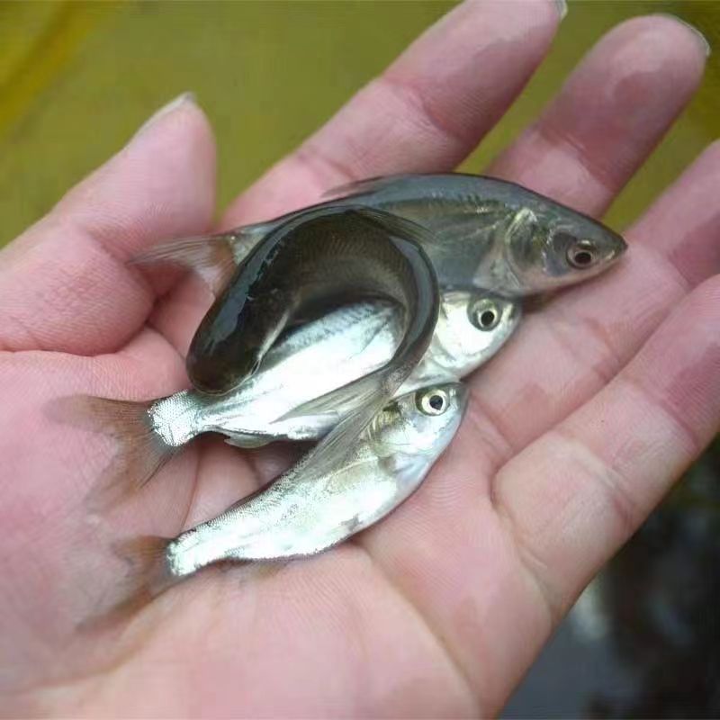 White Silver Carp Fry Freshwater Cultured Edible Live Cold Water Ornamental Silver Carp and Bighead Carp Jumping Silver Carp Fat Big Head Flower Silver Carp Fry Wholesale