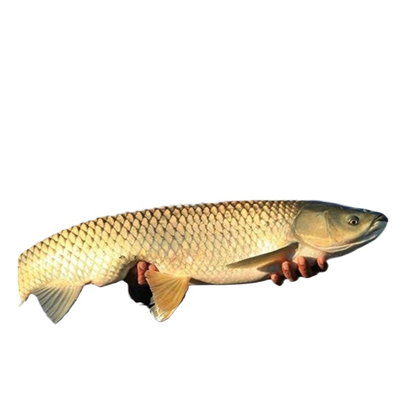 High-Quality Grass Carp Fry, Freshwater Live Culture, Black Fish, Snail, Herring, Silver Carp, White Silver Carp, Crucian Carp, Carp Fry, Live Package