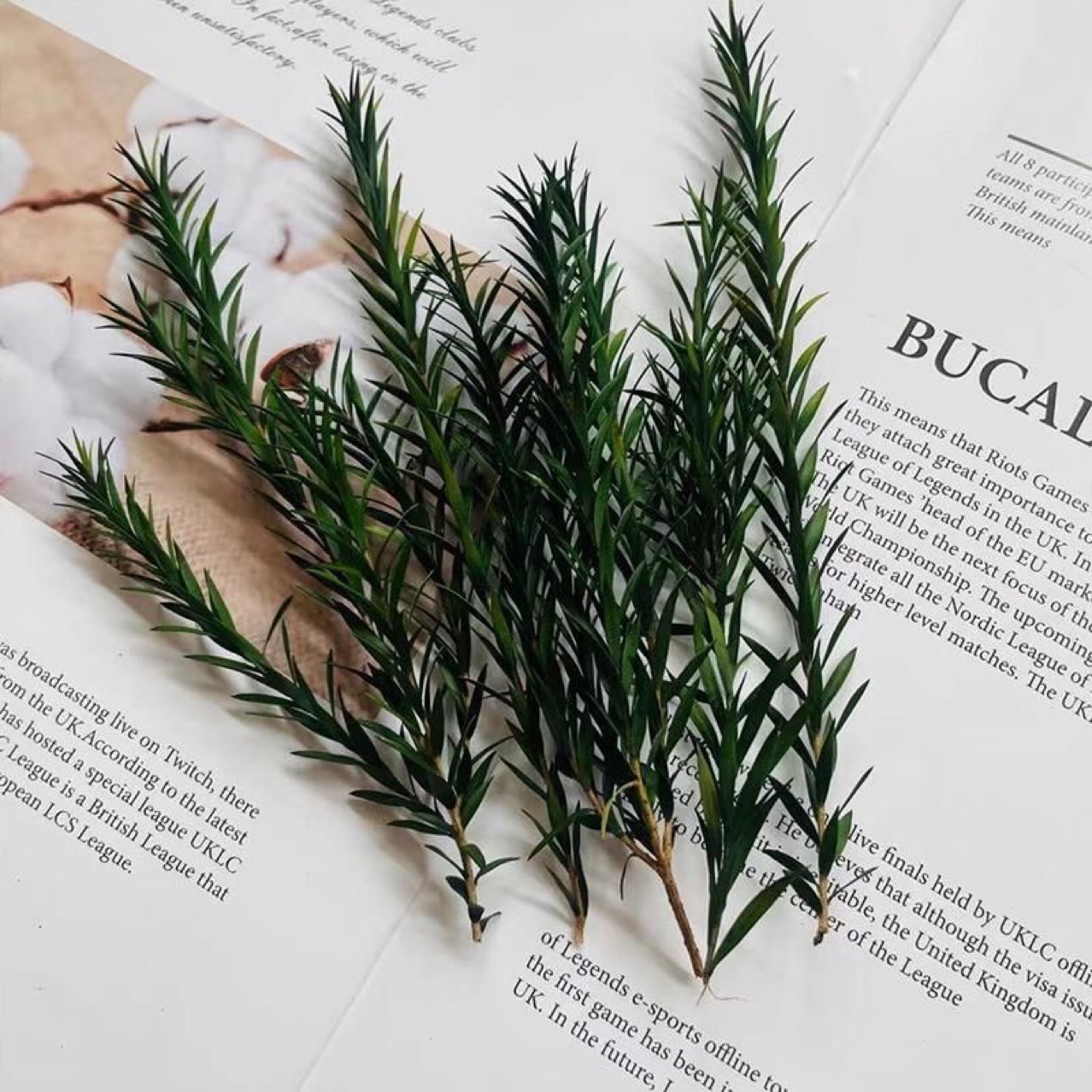 Preserved Flower Material New Year Thousand-layer Golden Leaf diy Material Fresh-keeping Greeting Card Dried Flower Gift Box Green Plant Photography Props