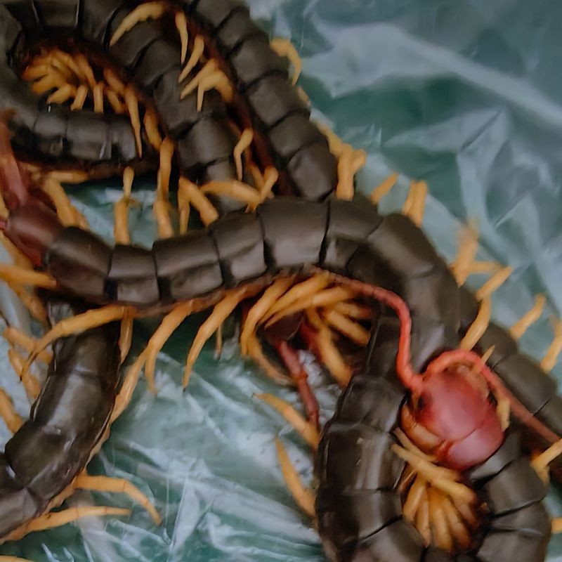 Arowana Live Food Hair Color Centipede Live Insect Fish Food Fighting Chicken Thrush Bird Feed Fresh Centipede Real Insect