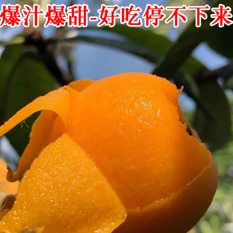 Fresh Seasonal Fruit from Miyi, Panzhihua, Sichuan: Loquats, Large Fruits Suitable for Pregnant Women, Five-Star Loquats