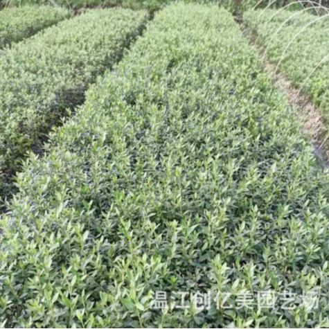 Весенние кукушки, летние кукушки, западные кукушки, прямая поставка почвопокровных растений, различные растения для озеленения