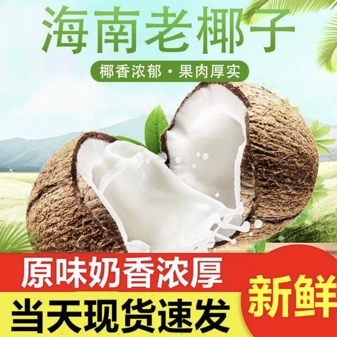 Старый кокос Хайнань, сезонный свежий кокос, волосатый кокос, фрукты для беременных, отжатый кокосовый сок, кокосовое мясо, суп, кожура, кокосовый король