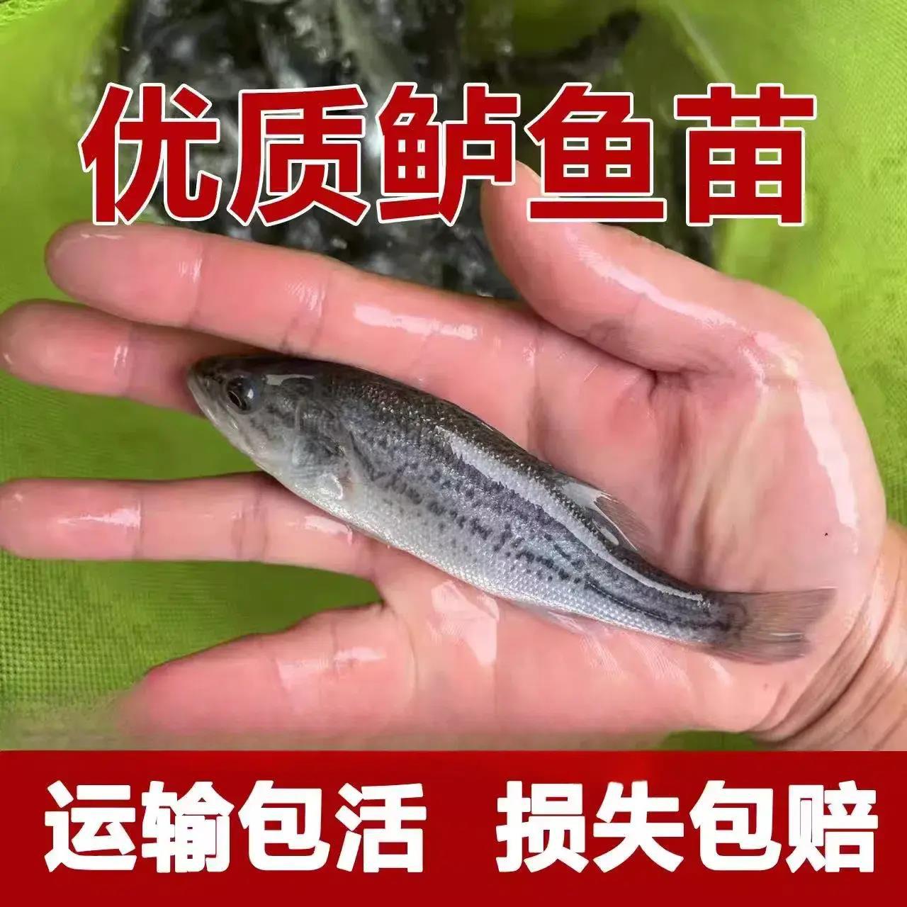 Калифорнийский бас фрай пресноводный культивированный крупный бас люя крупно-ротый черный бас отличный культивированный фрай