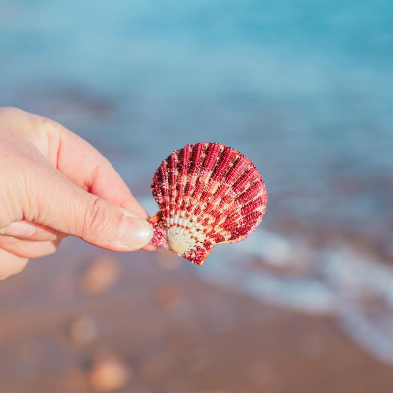 Oil Painting Scallop Natural Shell Girlfriend Gift Wall Sticker Wedding Decoration Fish Tank Aquascape Collection Ocean Elements