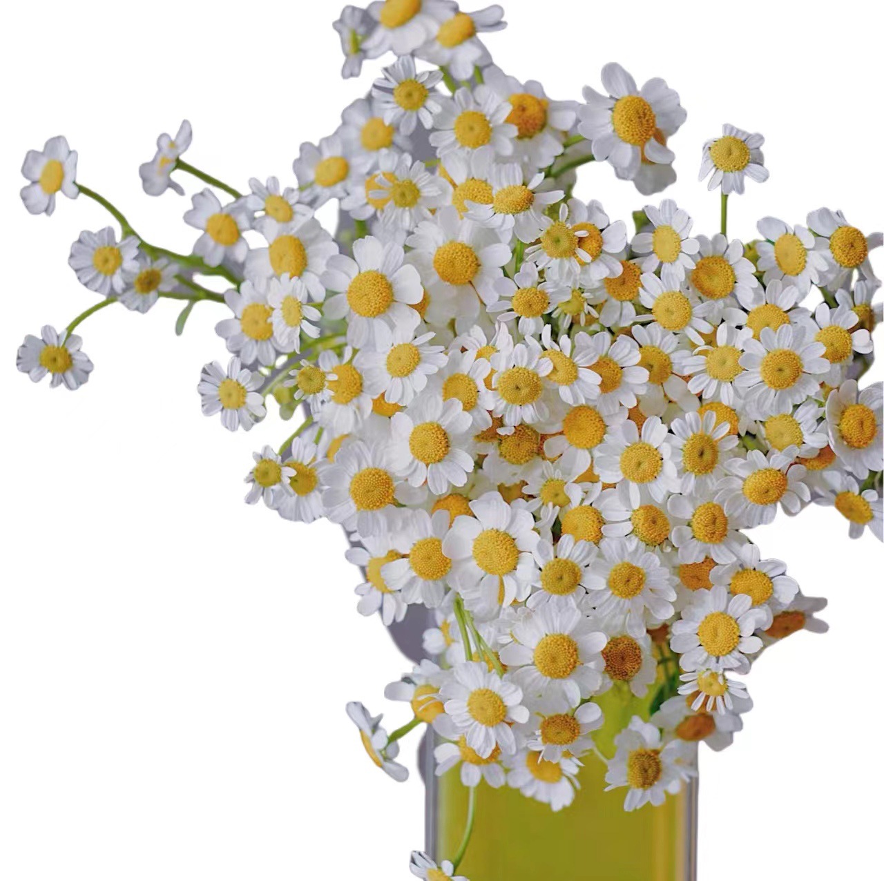 Yunnan Base Chamomile Water-Cultivated Flowers Wholesale Fresh Cut Flowers Indoor Flower Shop Wedding Bouquets and Holiday Bouquets