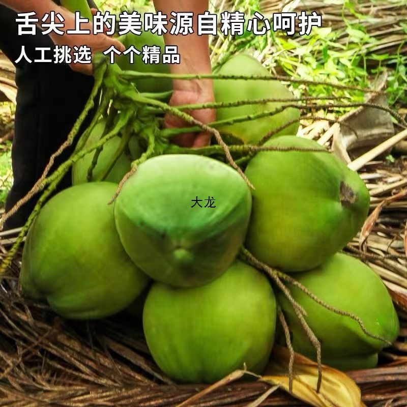 Hainan Fresh Green Coconut Egg Coconut Emperor Coconut Green Skin Milk Coconut Treasure Meat Thick Water Free Shipping Whole Box