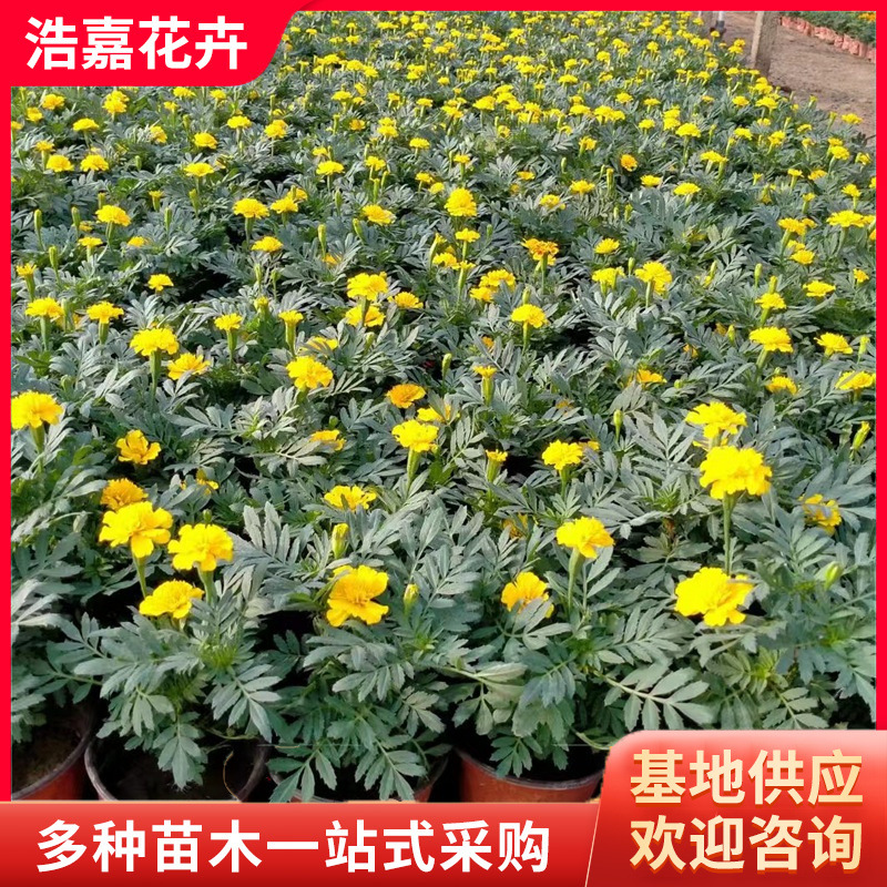 Peacock Grass Flower Seedlings with Buds, Flower Seedlings for National Day Rentals, Flower Seedlings, Cup Seedlings, Peacock Grass Flower Seedlings