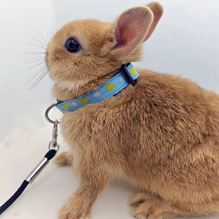 [Small Wholesale] Pet Rabbit Leash, Squirrel, Hamster, Guinea Pig, Snow Leopard, Guinea Pig Collar, Walking Rope