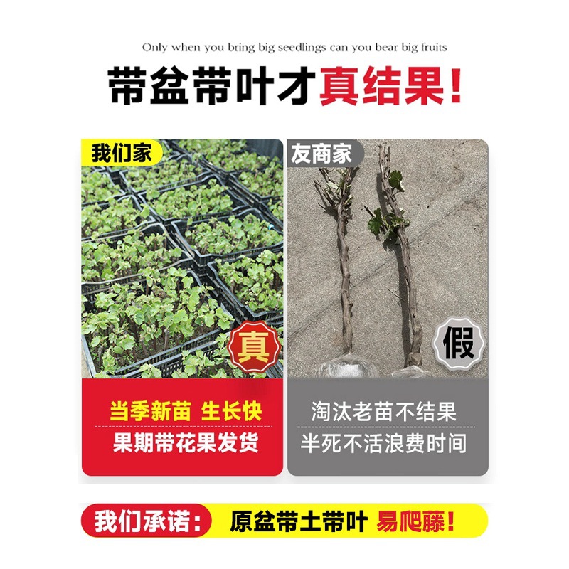 Kyoho Grape Seedlings Sunshine Rose Summer Black Grape Seedlings with Leaves for Planting in the South and North Potted Courtyard Climbing Vines