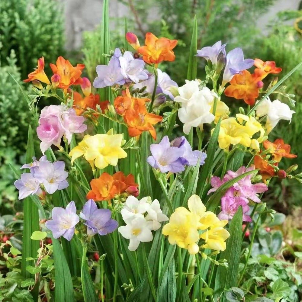 Fragrant Snow Orchid Bulbs, Fragrant Multi-Color Freesia Indoor Potted Plants, Spring & Fall Planting Flower Seeds with Buds, Fragrant Snow Orchid Bulbs