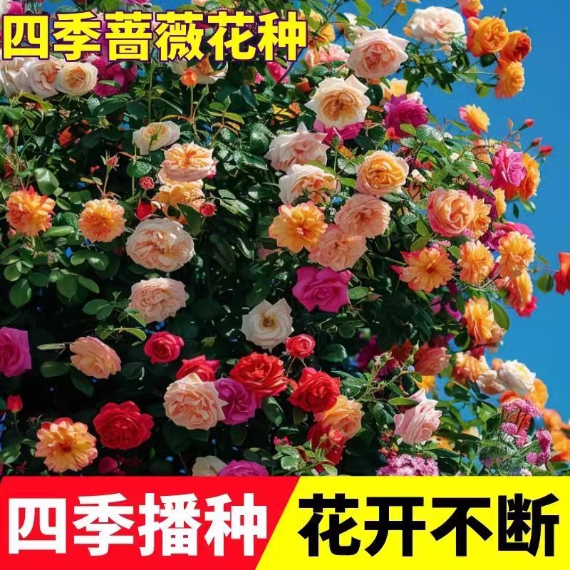 Climbing Rose Flower Seeds Bloom in All Seasons and Are Easy to Grow. Climbing Plant Seeds Double-Petaled Courtyard Balcony Flower Seeds