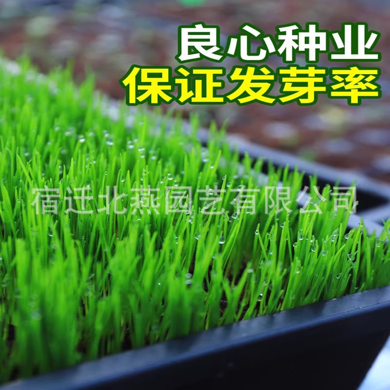 Lawn Seeds, Grass Seeds, Evergreen, Pruning-Free, Bermudagrass Slope Protection Turf, Cold-Resistant Ryegrass, Greening Grass Seeds