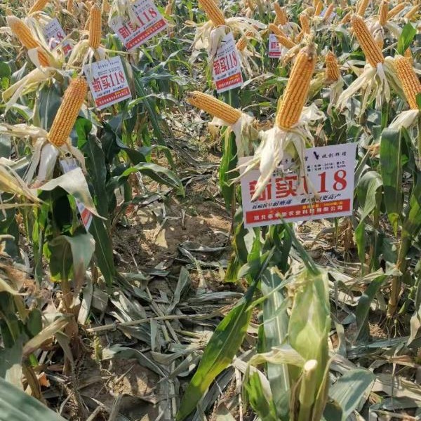 White Axis New Real 118 Corn Seeds Common Agricultural Miscellaneous