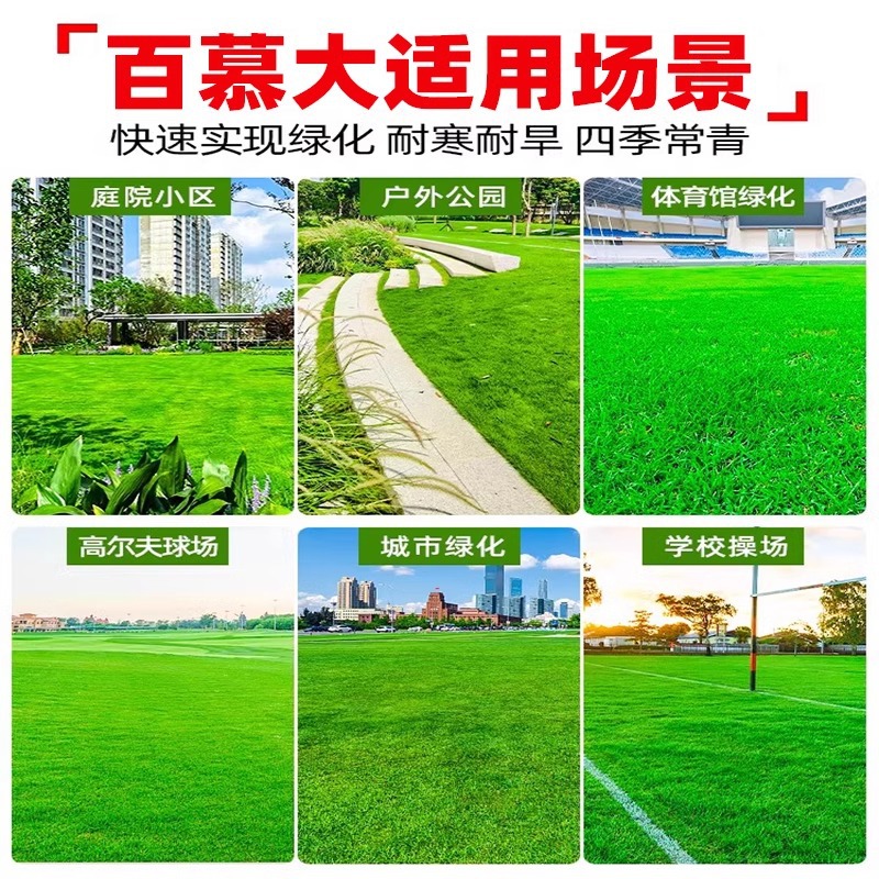 Bermuda Grass Seeds Are Evergreen, Dwarf and Pruning-Free, House Yard Lawn Seeds, Trampling-Resistant, Cold-Resistant and Drought-Resistant Grass Seeds