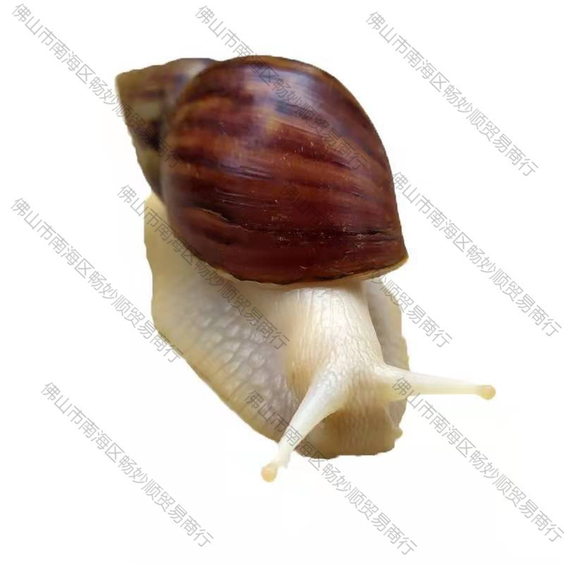 Snail Wholesale Student Ornamental Experiment Big Stall White Jade Breeding Pet Live