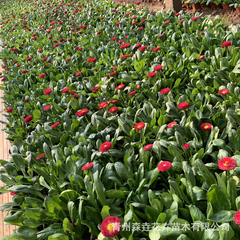 Daisy Seedlings Potted Ornamental Flower Potted Seedlings Indoor and Outdoor Easy-To-Grow Flower Plants Daisy Seedlings Park Flower Bed