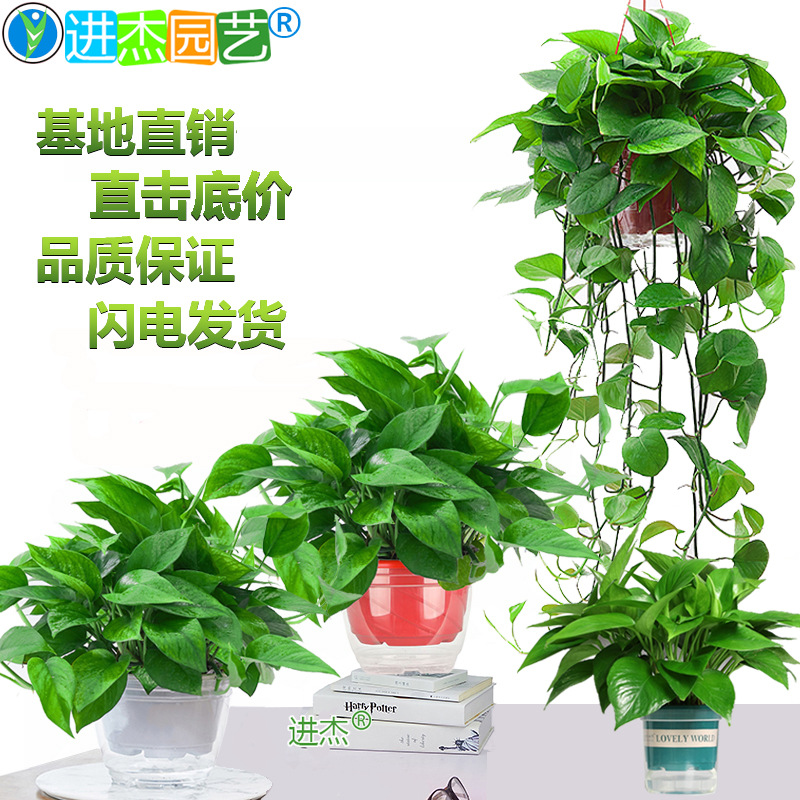 Зеленая редька горшечные большие и маленькие зеленые растения в новом доме в офисе для удаления формальдегида цветы бонсай зеленая корзина база оптовая продажа