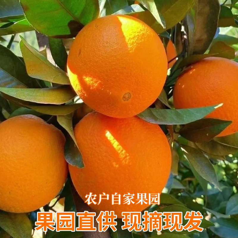Newhall Three Gorges Early-Maturing Ziguui Navel Oranges, Seasonal Large Fresh Oranges, Hand-Peeled Sweet Oranges, Wholesale and Dropshipping